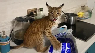 BOBCAT ATTACKS A CAT / Lynx kitten Mars swears