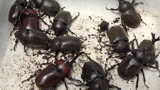 Beetle Festa 2020 A large number of Japanese rhinoceros beetles [beetle/stag beetle]