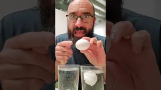 Eggshell Magic