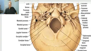 Anatomy of head and neck module in Arabic 8 (Norma basalis externa , part 3) , by Dr. Wahdan