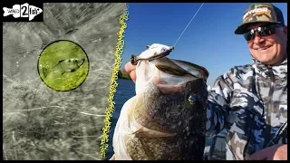 How to Fish Wedge Tail Swimbaits in Grass