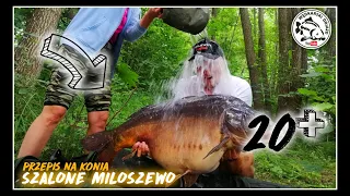 #70 Jak ZŁOWIĆ Karpia 20+ w 24 h / Jezioro MIŁOSZEWSKIE / Nowe PB / Stanowisko 33 & 32