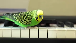 Parakeet piano dance