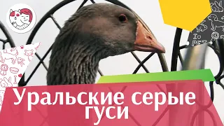 ПОРОДА  ГУСЕЙ  УРАЛЬСКИЕ СЕРЫЕ Агропромышленная выставка Золотая  осень 2016 iLikePet