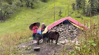 The Beauty and Challenges of Sheep Herding in the Nepali Mountain Village || IamSuman