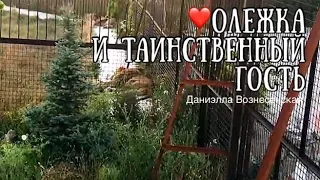 ❤️АЛИ (Олежка) и ‘’Таинственный’ гость. Тайган. Life of lions.Taigan.