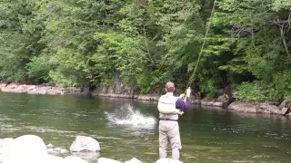 Huge dry fly steelhead action in BC