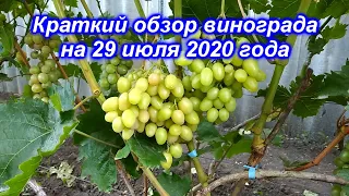 Краткий обзор винограда на 29 июля 2020
