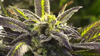 Shoreline Week 5 Flower Devil's Harvest Seeds 4K Resolution