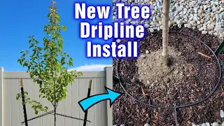 New Tree Drip Ring Irrigation Tutorial