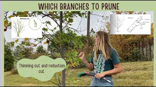 Pruning Young Shade Trees- The Basics