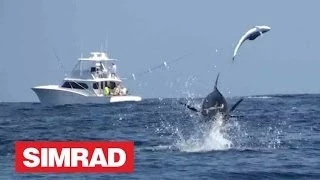 AMAZING BLUE MARLIN FOOTAGE - A MUST SEE !!!