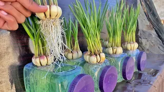 Breeding method to grow garlic quickly to harvest || how to grow garlic in water