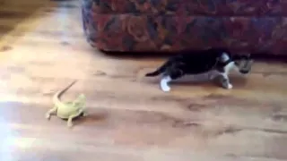 Копия видео кот боится ящерицы
