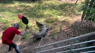 Australian Lodge Owner Smacks Charging Crocodile with Frying Pan