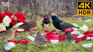 Cat TV for Cats to Watch 😺❤️ Beautiful Birds and Roses on the Lawn 🐦🌹 8 Hours(4K HDR)