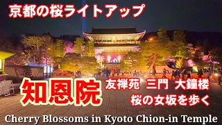 4/2(火)京都桜ライトアップを歩く 知恩院【4K】Cherry Blossoms in Kyoto Chion-in Temple