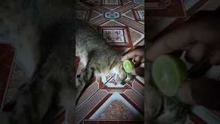 Squeeze lemon juice into the cat's mouth