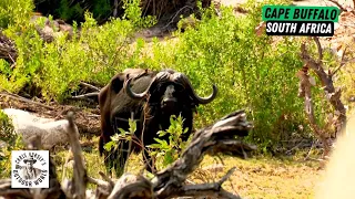 Perfect Shot on an Old and Enormous Cape Buffalo