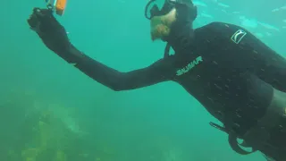 White Shark and king Fish spearfishing Forster NSW