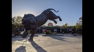 Зоопарк в Сан Диего. Один из лучших.