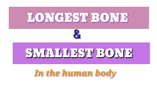 || The longest bone & Smallest bone || in the human body ||