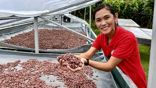 I.T. Expert, Walang Alam sa Cacao Farming, Pero 3 Years palang Super Productive na!