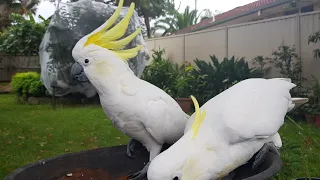 Hilarious Cockatoos Crash House for a Snack! The wild funny cockatoo bird is peeking into my house.