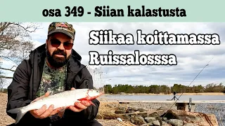 Osa 349 - Siikaa Ruissalosta - 2023/2024