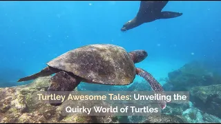 Turtley Awesome Tales: Unveiling the Quirky World of Turtles"