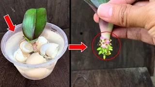 Just soak it for a while! The orchid immediately took root in the blink of an eye