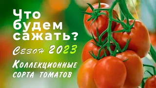 Томаты 2023. Коллекционные сорта томатов для открытого и закрытого грунта