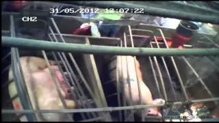 Australian Pig Farming: The Inside Story - Longer edit