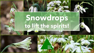 🎉 ꕥ Snowdrops to lift the spirits!