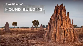 How Termites Evolved to Build Massive Mounds