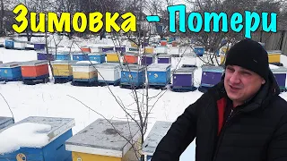 Зимовка Пчел 🐝 Атака Мышей 🐭