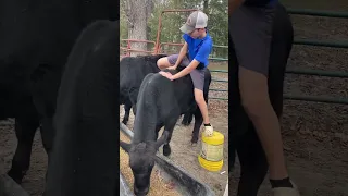 Day 1 of trying to ride a bull😅#farm #cow #shorts #countrylife #NFR