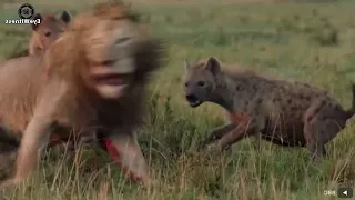 8 Scary Moments Hyenas Injured By Lion And Other Hyenas ｜ Wild Animal1