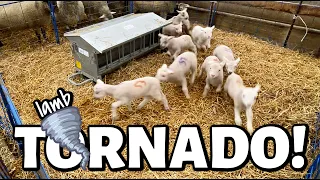 IT'S A LAMB TORNADO!!🌪 | ...and possibly the cutest thing I've ever seen 😍| VLOGMAS 2021 | Vlog 533