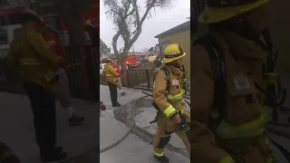 lbfd live action