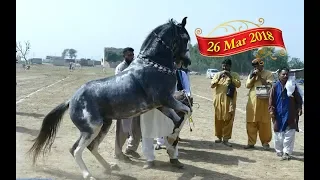 Best horse dance in pakistan No.23