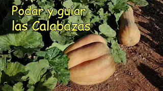 Podar y Guiar las Calabazas o Zapallos || El Huerto de Silverio