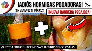 ¡ADIÓS HORMIGAS PODADORAS Y SIN usar TÓXICOS! 🐜 BARRERA PEGAJOSA ANTI HORMIGAS 🌳 + TIPS