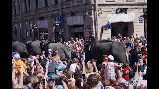 День Санкт-Петербурга. Шествие слонов по Невскому проспекту