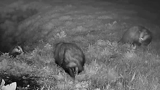 New Forest Explorers Guide - Badger mum protects her cub and tolerates its play