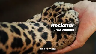 POST MALONE - Rockstar 🎵 [NO COPYRIGHT REMIX]