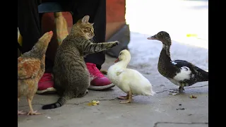 Cat vs duck fight