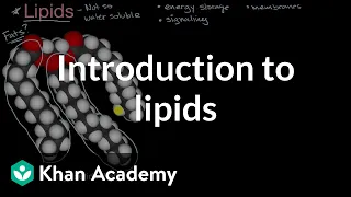 Introduction to lipids | The flow of energy and matter | High school biology | Khan Academy