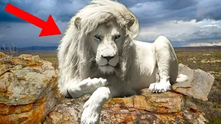 15 Most UNIQUE Lions Around The World!