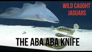 The Aba Aba Knifefish - Live Feeder: Wild caught jaguar cichlids